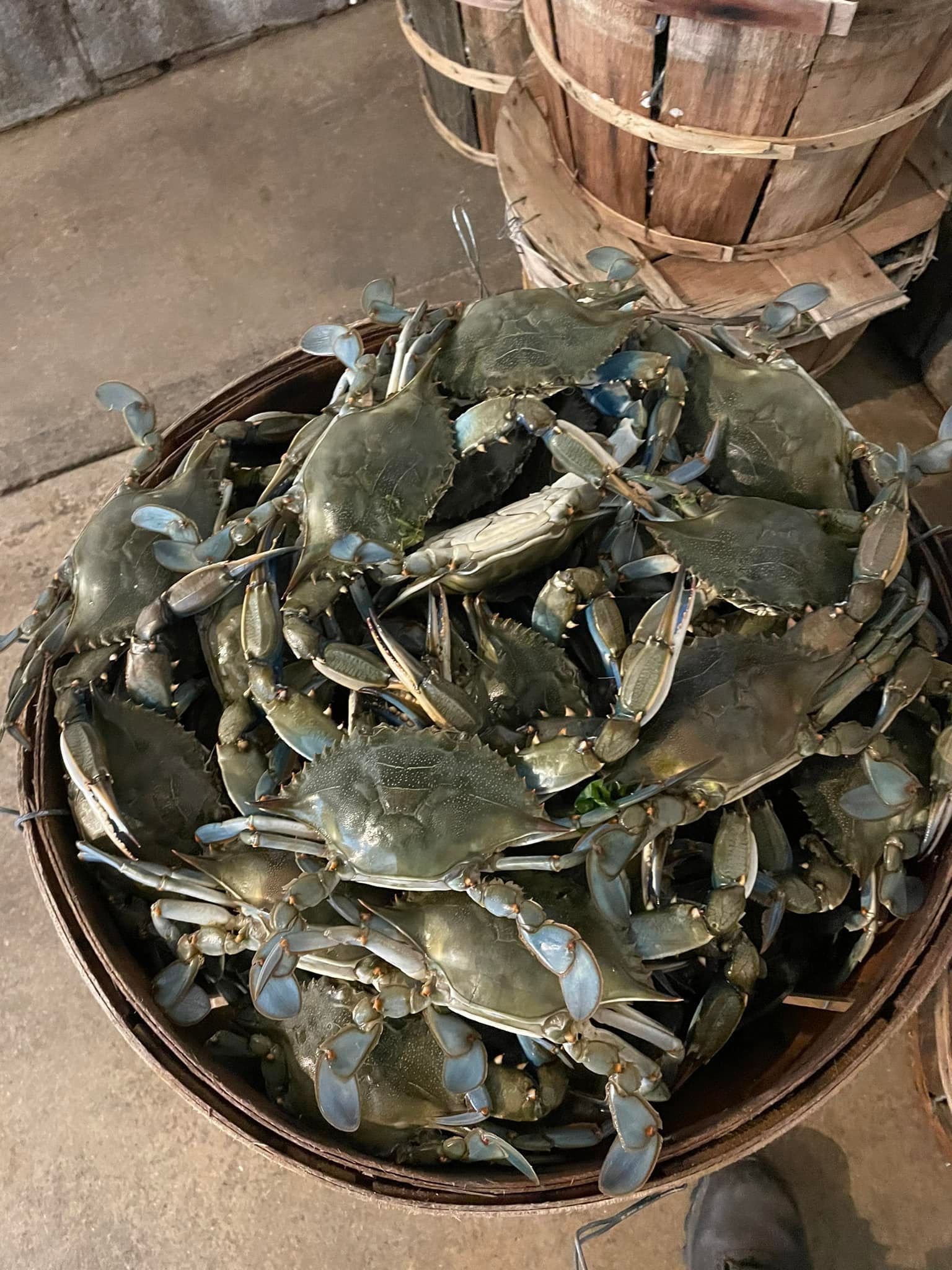 Crabs