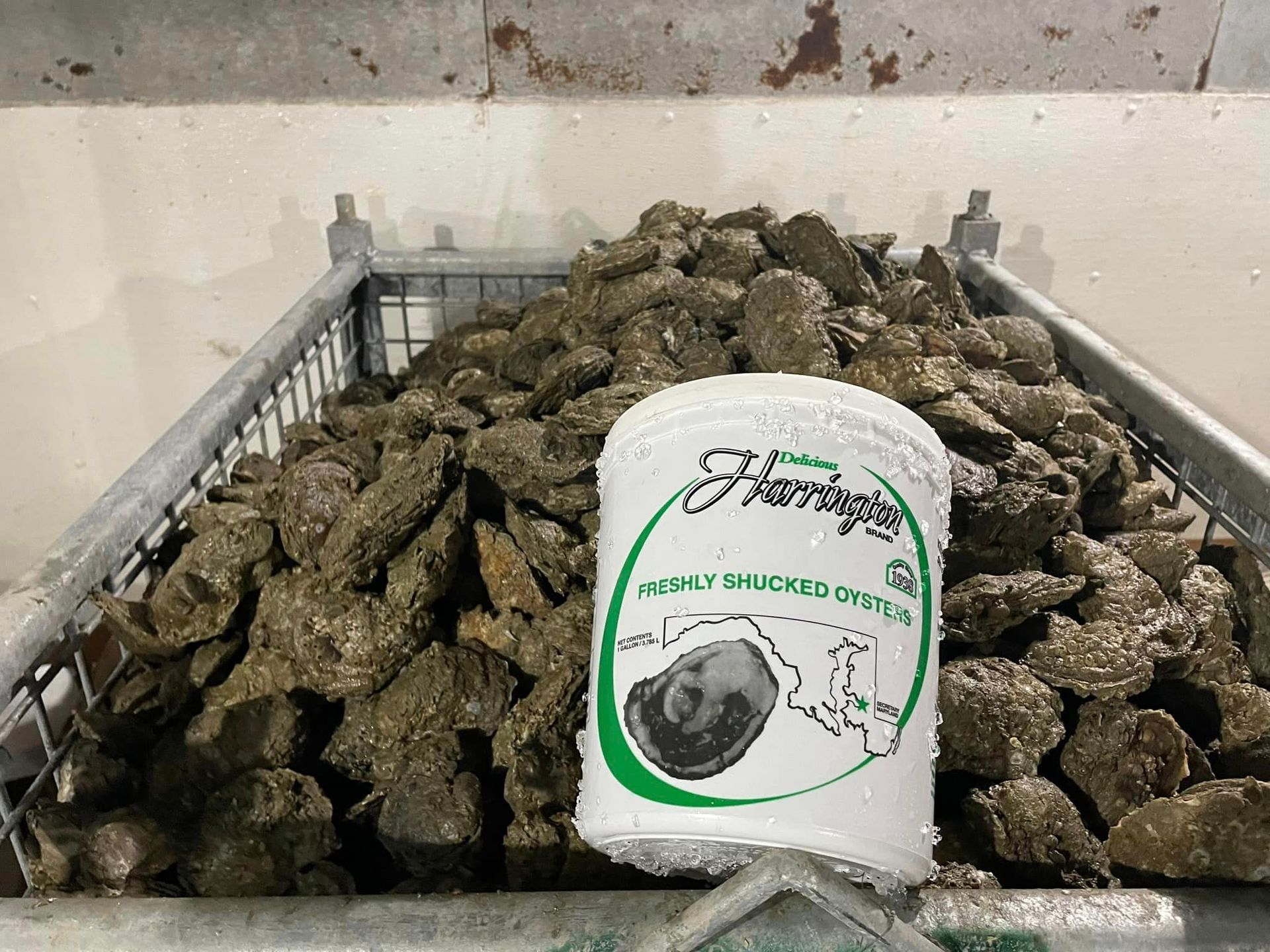 Oysters