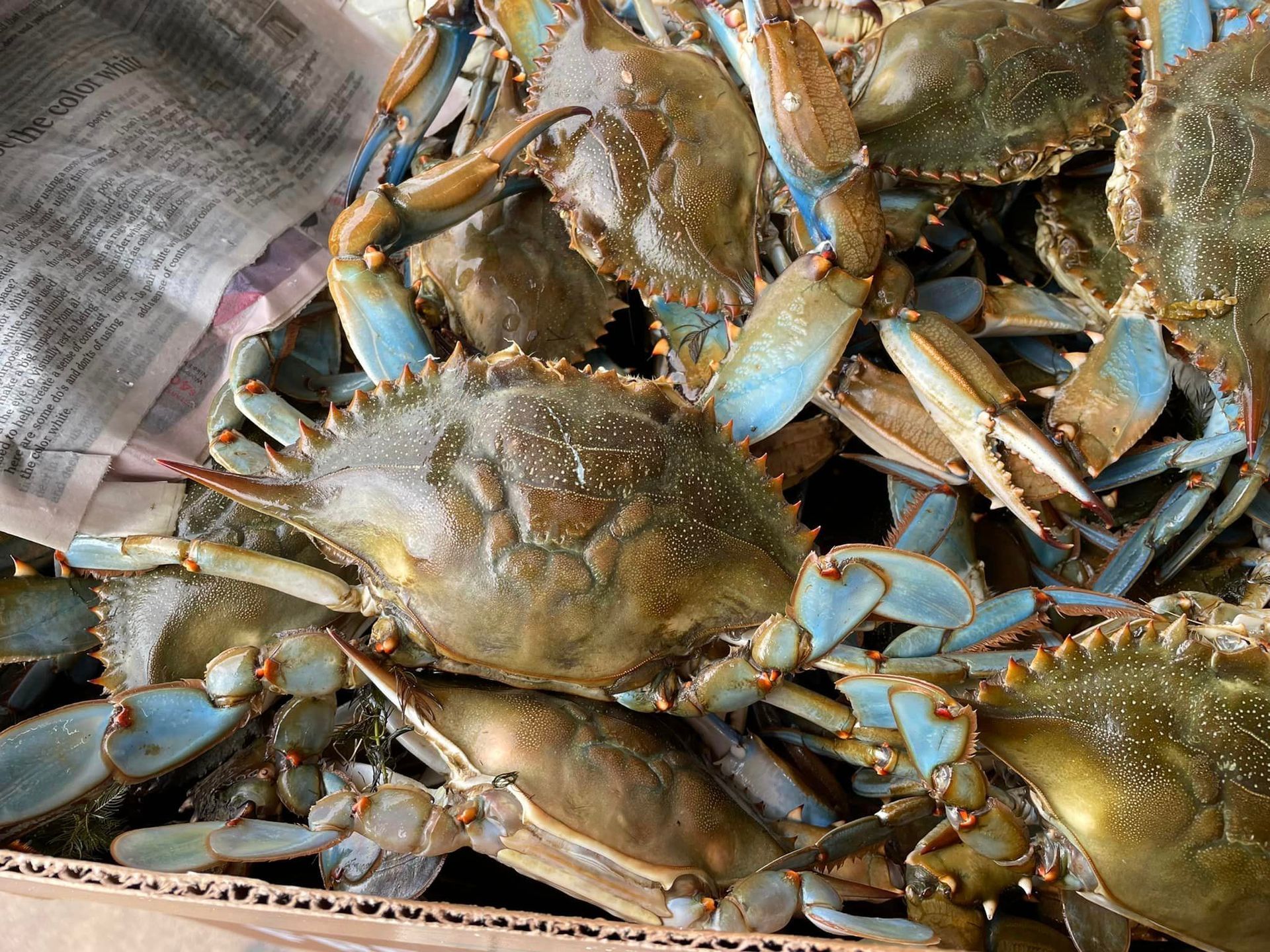 A pile of blue crabs in a cardboard box