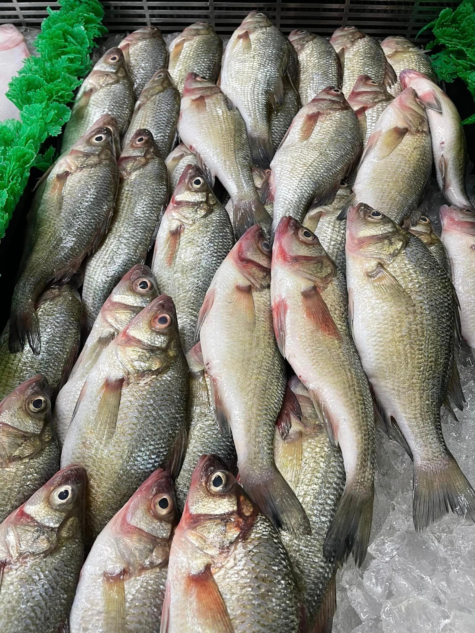 Fish