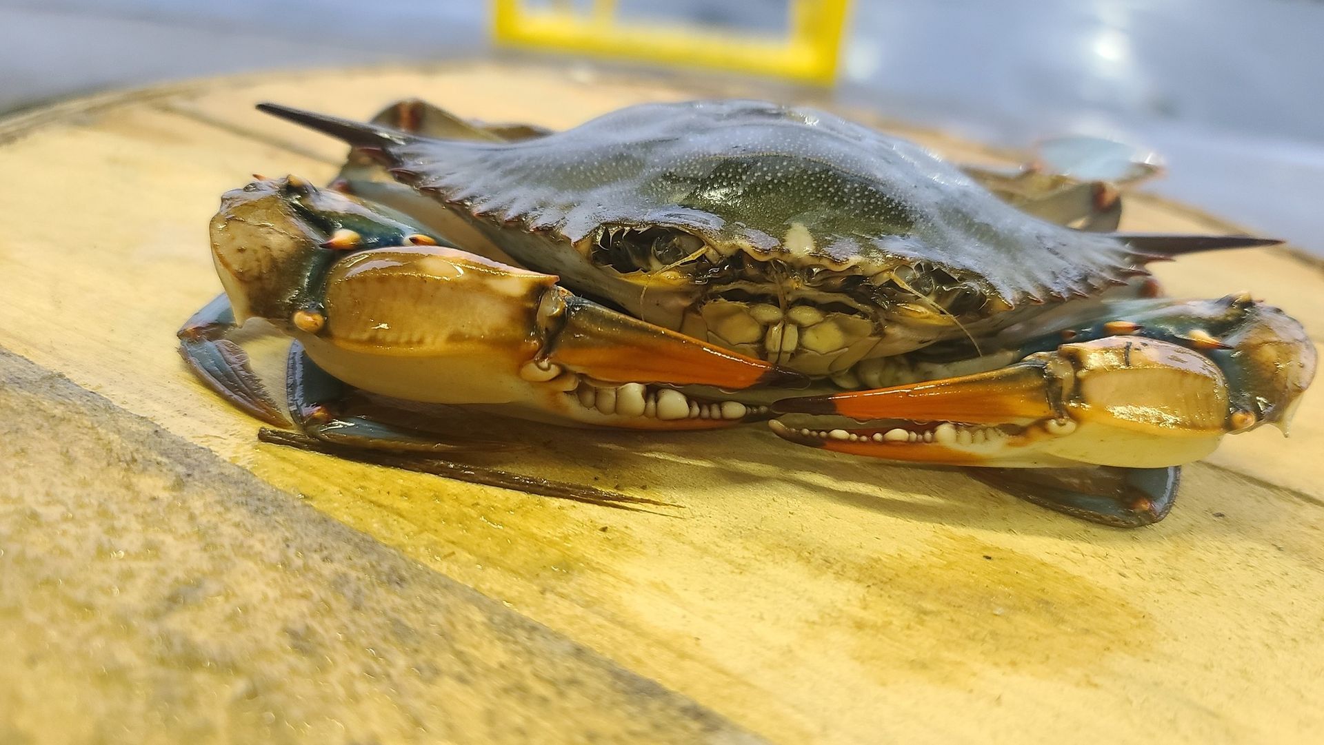 Crab