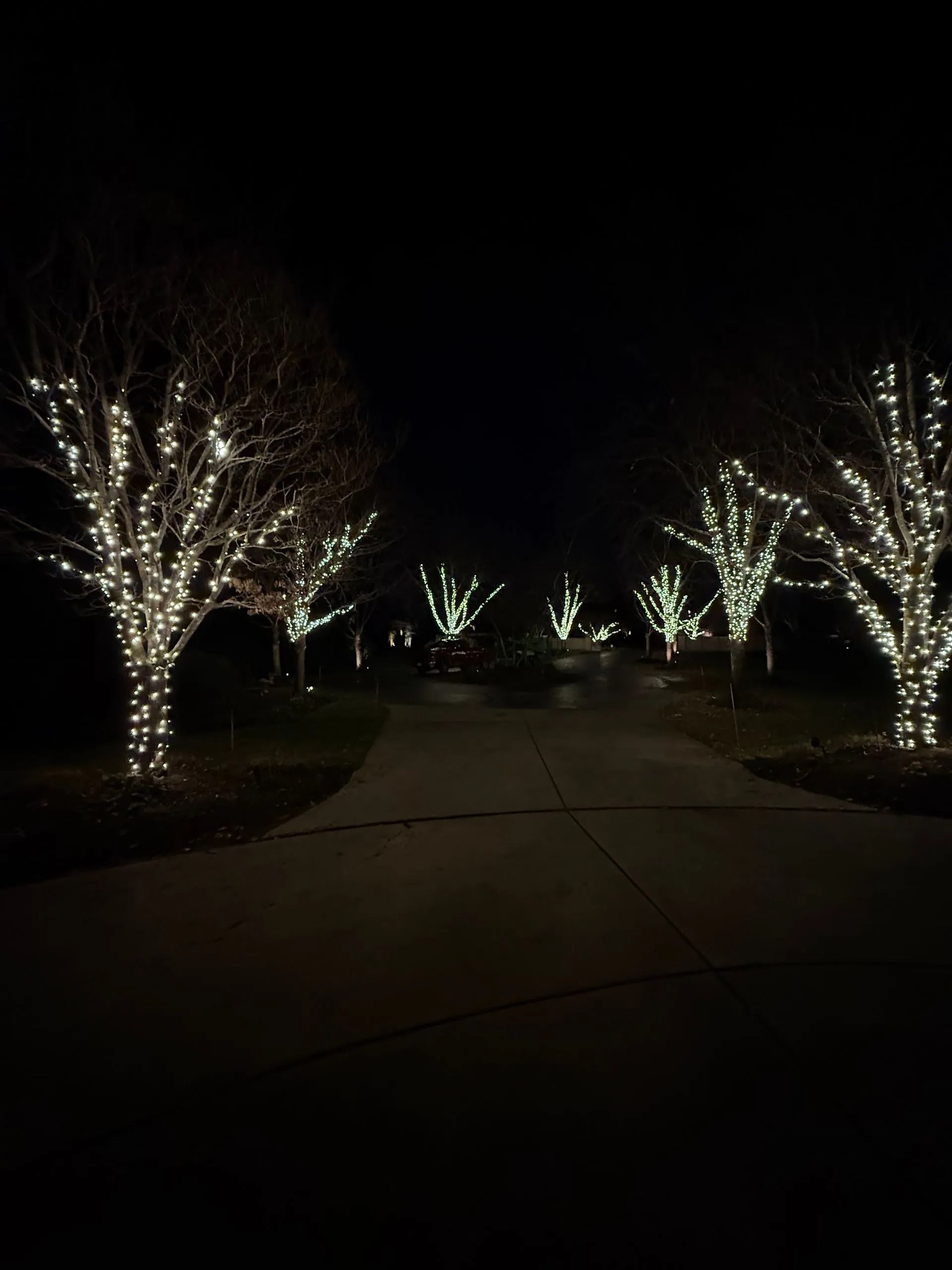 Trees wrapped in white lights line a dark driveway at night.