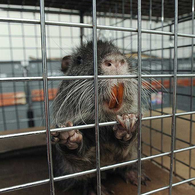 Greene County Wildlife & Rodent Control