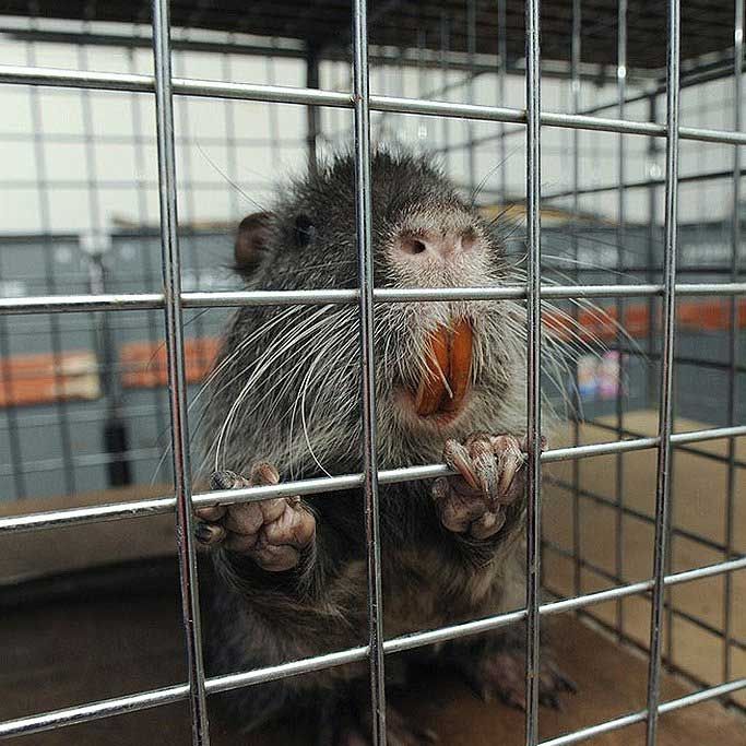 Greene County Wildlife & Rodent Control