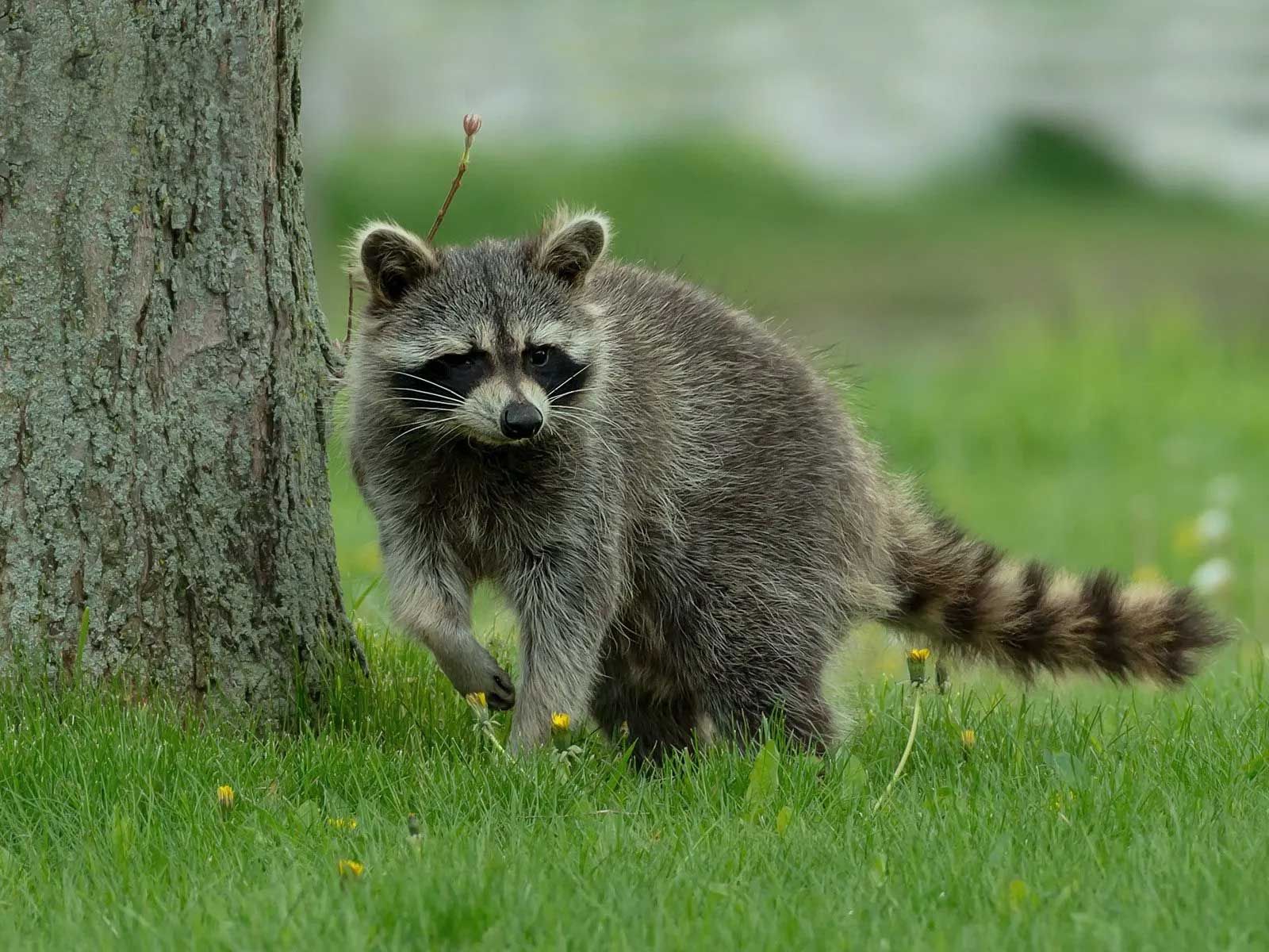 Greene County Wildlife & Rodent Control