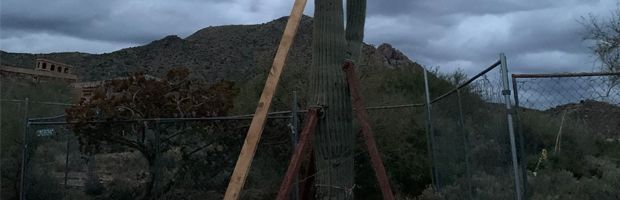 Saguaro Straightening and Bracing