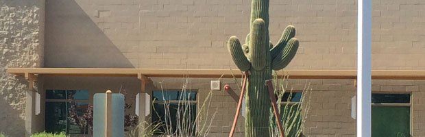 Cactus and Saguaro Sales
