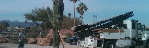 Cactus and Saguaro Sales