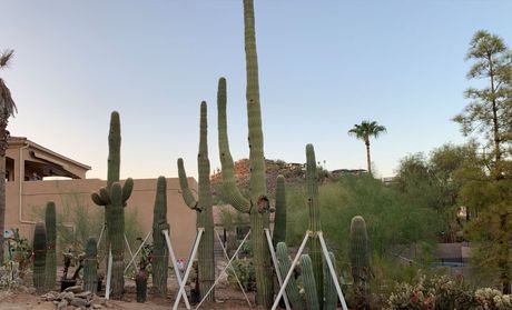 Cactus and Saguaro