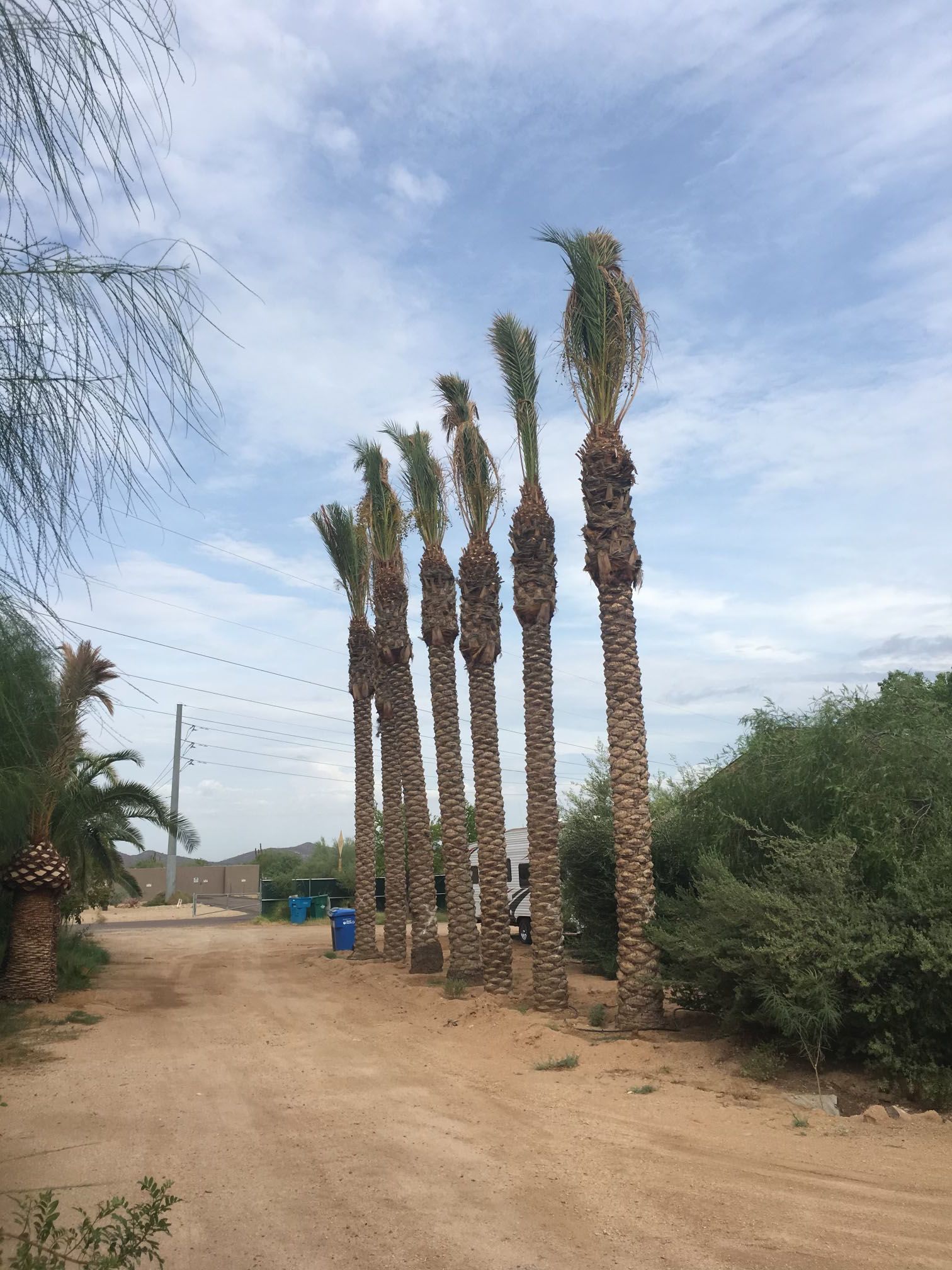 tree-relocators-inc Services