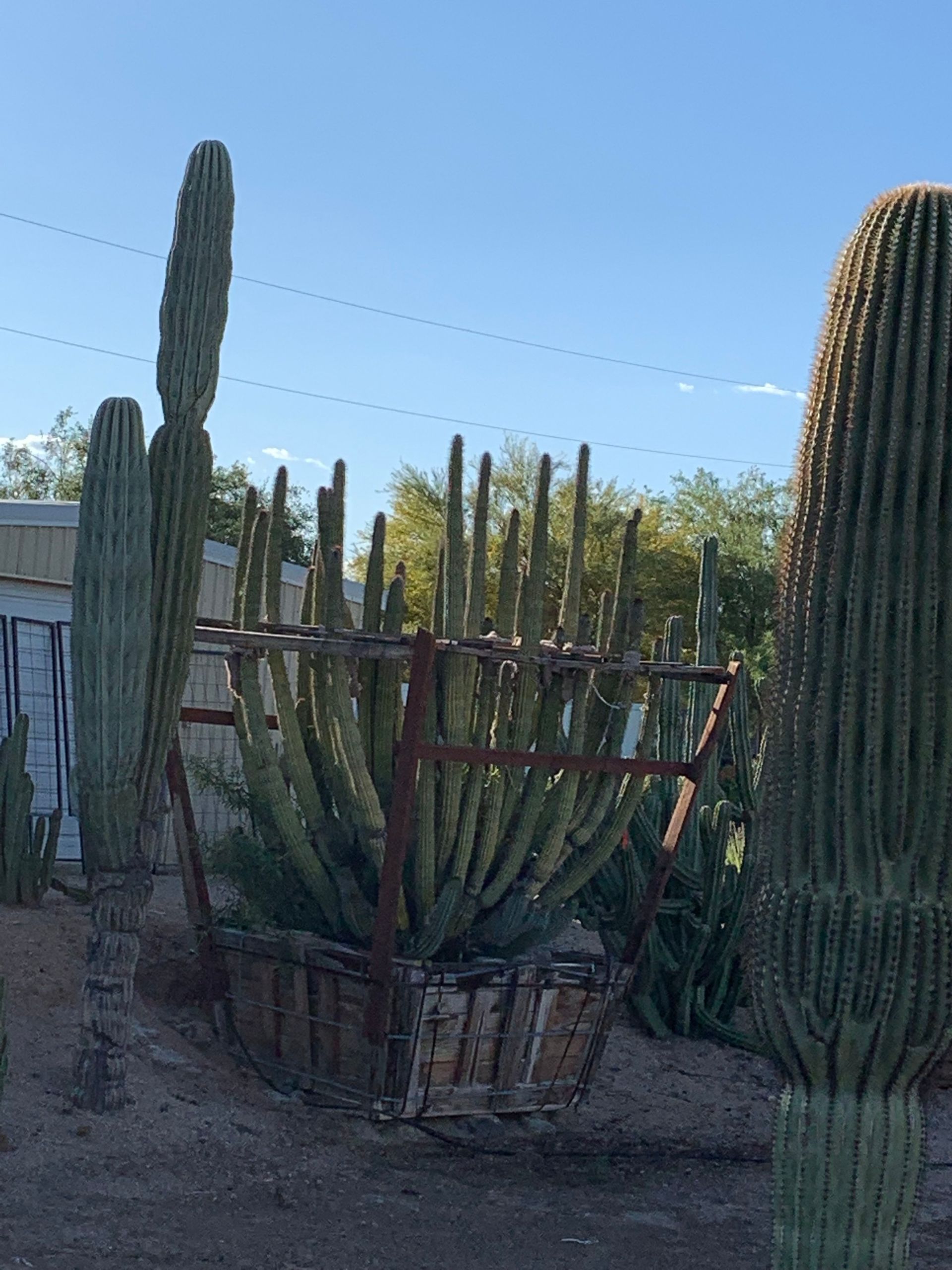 tree-relocators-inc Services