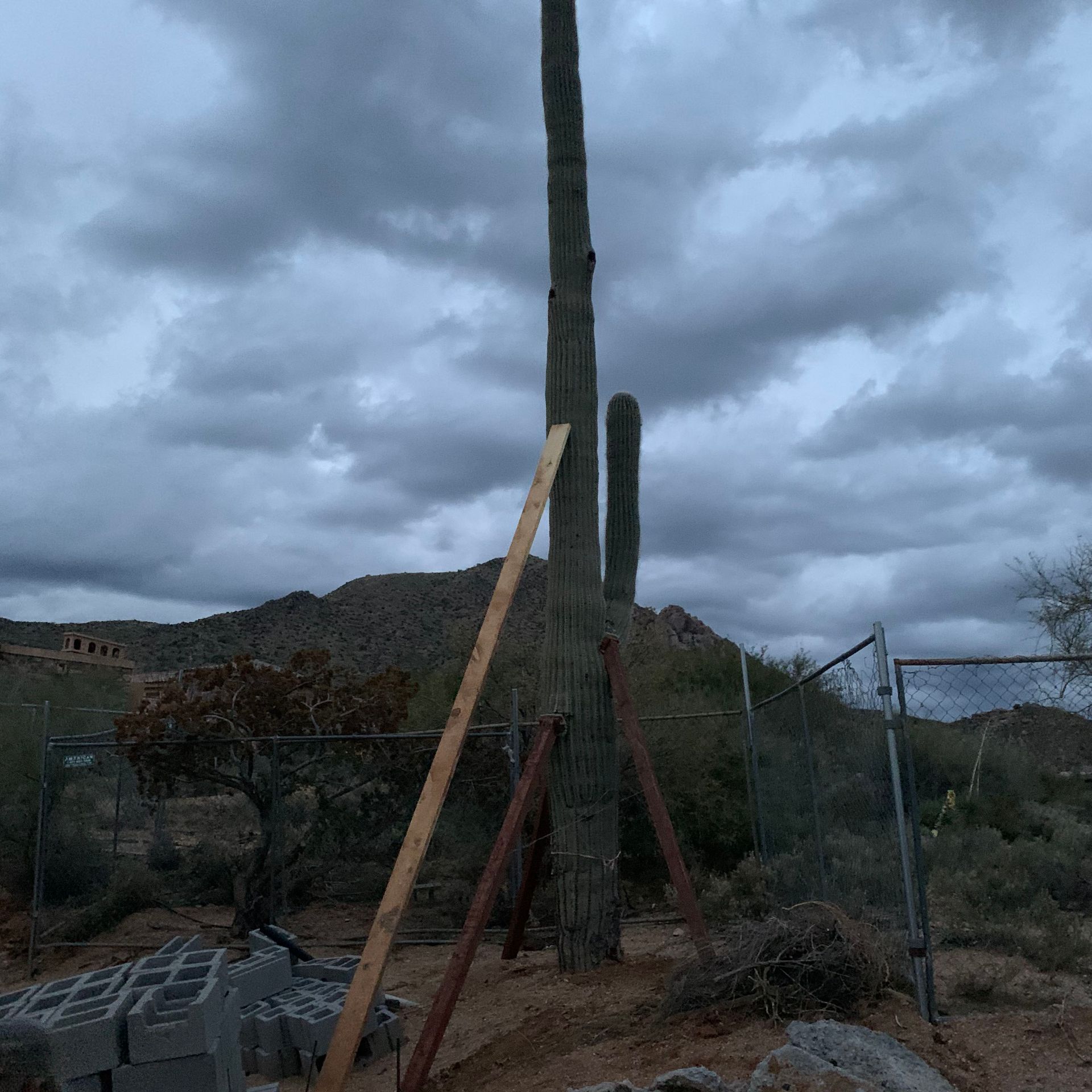 tree-relocators-inc Services