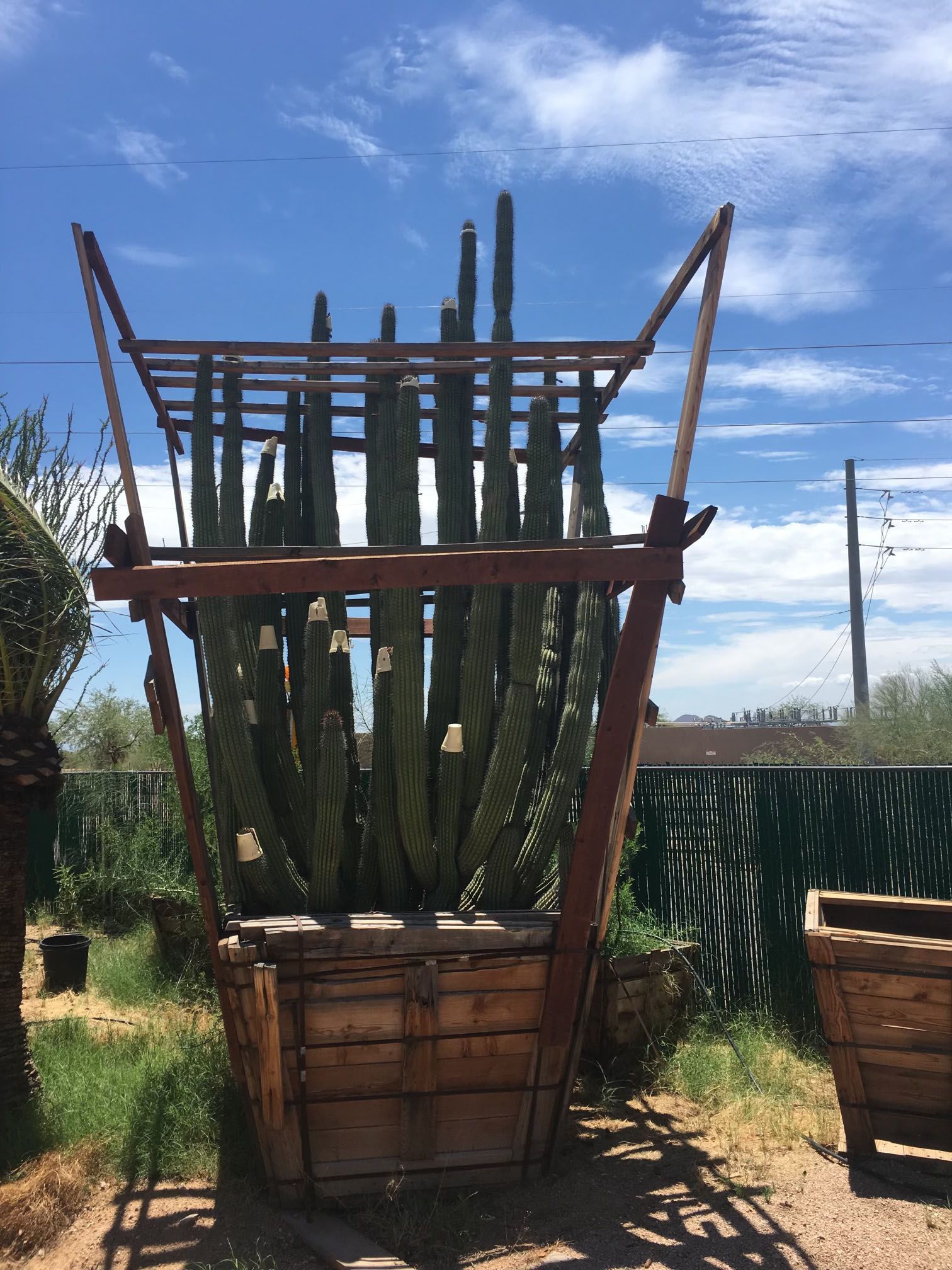 tree-relocators-inc Services