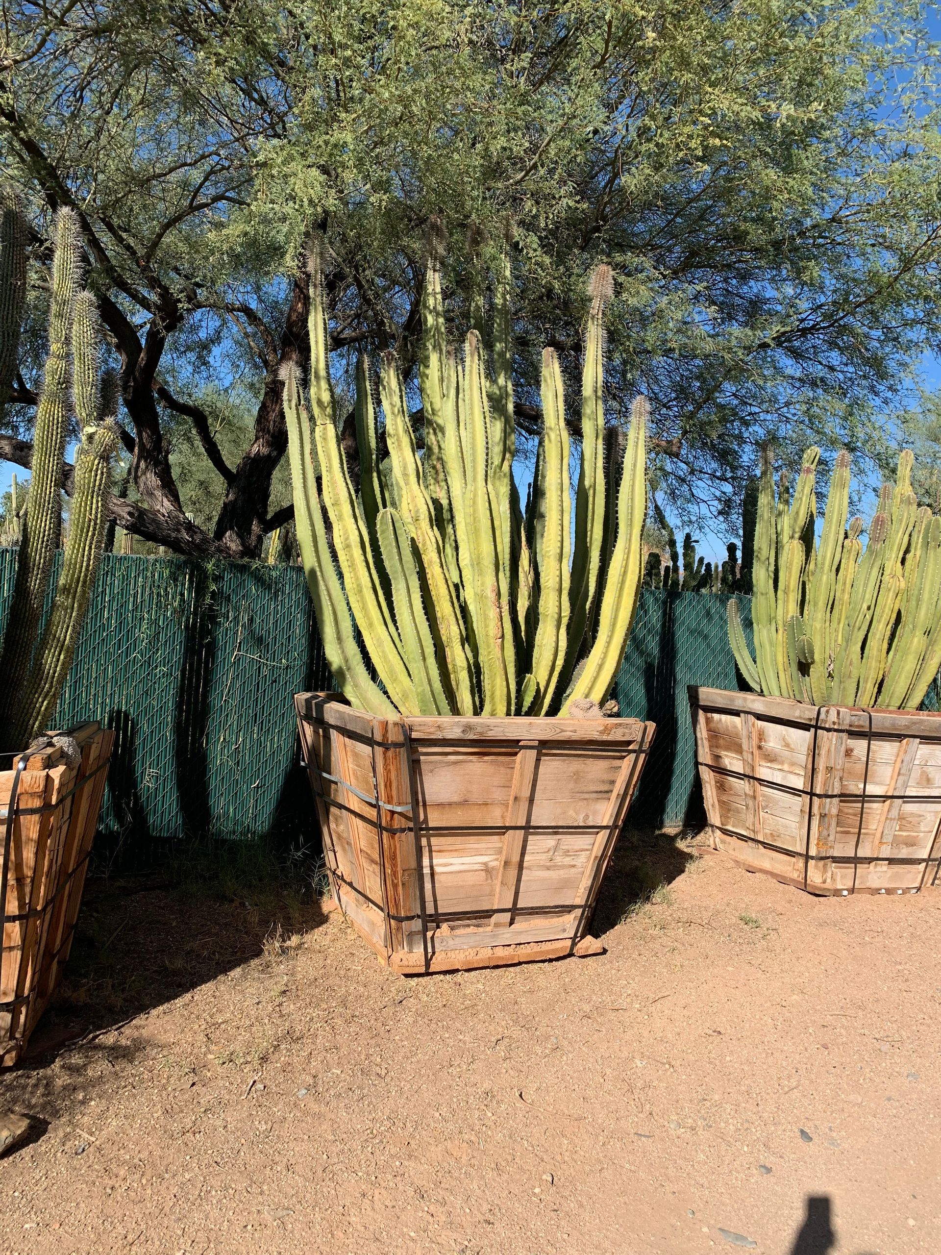 tree-relocators-inc Services