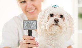 Brushing and grooming dog
