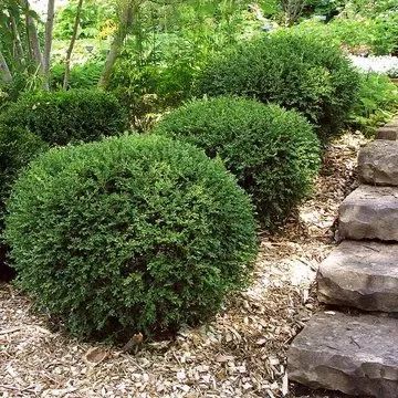 A row of manicured, spherical green boxwood shrubs growing next to a stone stairway covered in wood mulch.