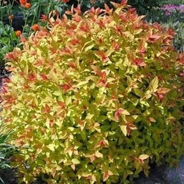 A rounded shrub featuring dense foliage in vibrant shades of chartreuse, yellow, and reddish-orange tips.
