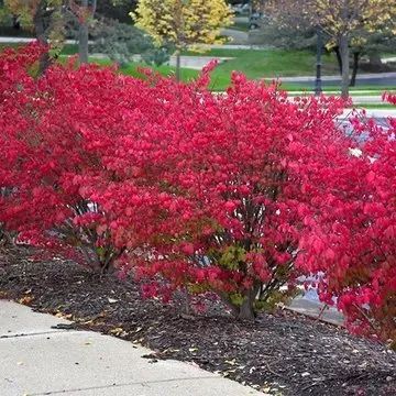 A line of burning bush shrubs with vibrant, deep red autumn foliage planted along a sidewalk with dark mulch.