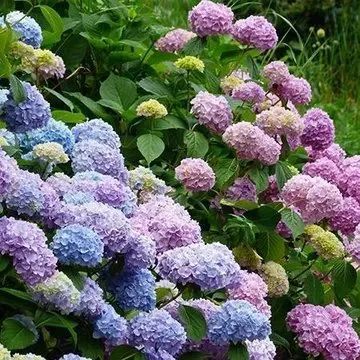 A lush bush featuring numerous rounded clusters of hydrangeas in varying shades of blue, purple, and pale pink.