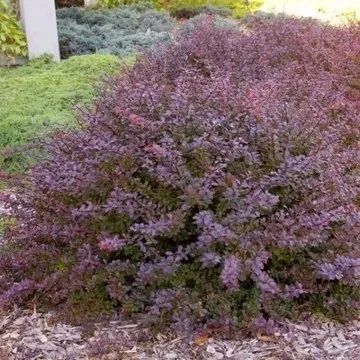 A rounded, purple-leafed Japanese barberry shrub surrounded by mulch and green lawn.