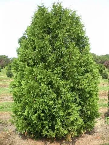 A medium-sized, dense, conical evergreen tree with bright green, scale-like foliage standing in a field.