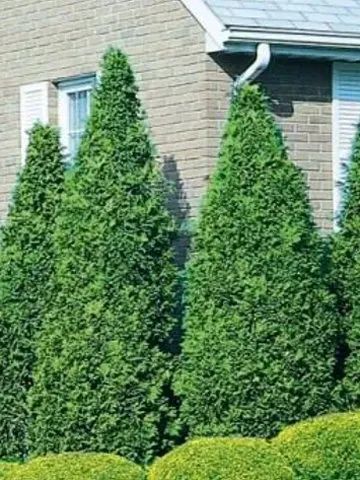 Tall, green, cone-shaped evergreen trees planted in a row in front of a brick house.