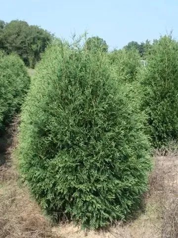 A bright green, dense, cone-shaped evergreen tree growing in an outdoor field.