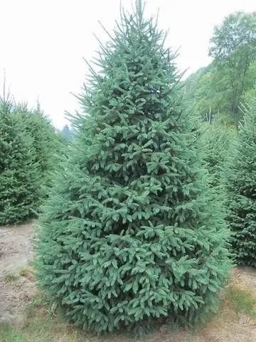 A lush, conical blue spruce tree in a field, surrounded by similar evergreen trees.