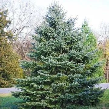 A tall, conical blue spruce tree with dense, silvery-blue needles, standing in a grassy area during the daytime.