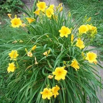 A vibrant, leafy cluster of bright yellow daylily flowers blooming in a garden setting.