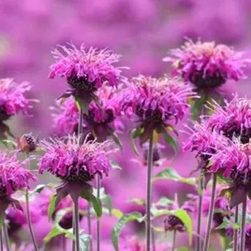 A cluster of vibrant magenta bee balm flowers with spiky petals blooming in a garden setting.