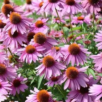 A vibrant cluster of purple coneflowers with prominent, dome-shaped orange-brown centers and drooping petals.