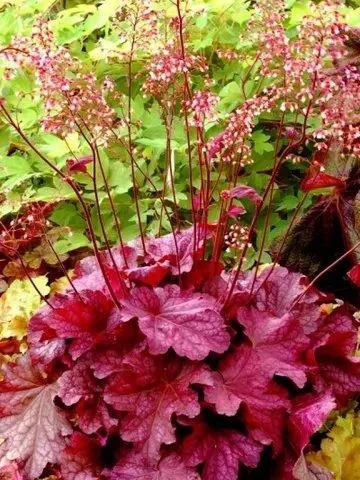 A heuchera plant with deep purple, ruffled leaves and tall, thin stems topped with tiny, delicate pink flower clusters.