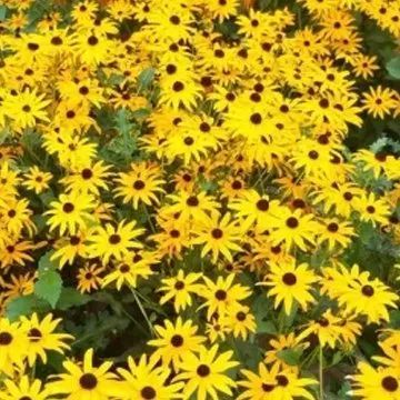 A dense patch of bright yellow black-eyed Susan flowers with dark brown centers, filling the frame.