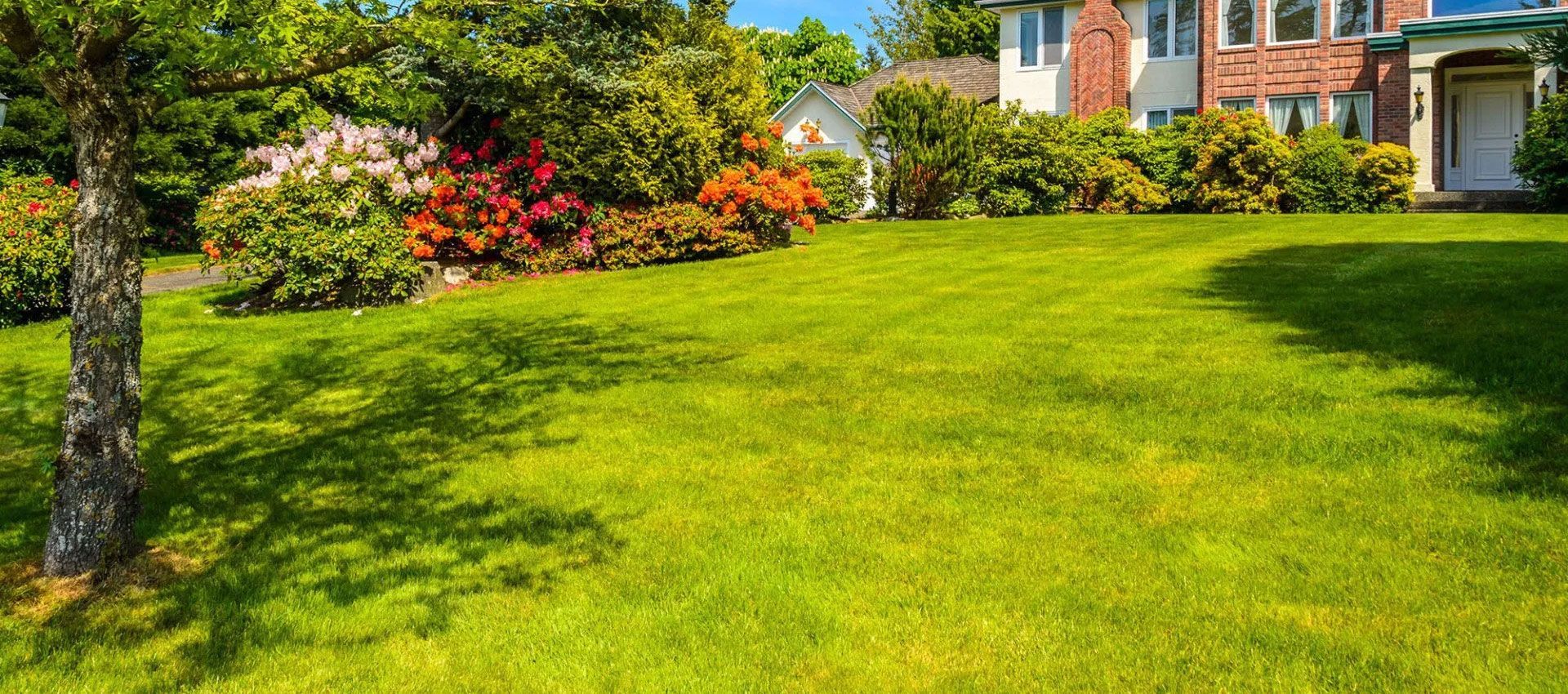A neatly mowed green lawn in front of a brick house with colorful flowering bushes and trees under a clear blue sky.