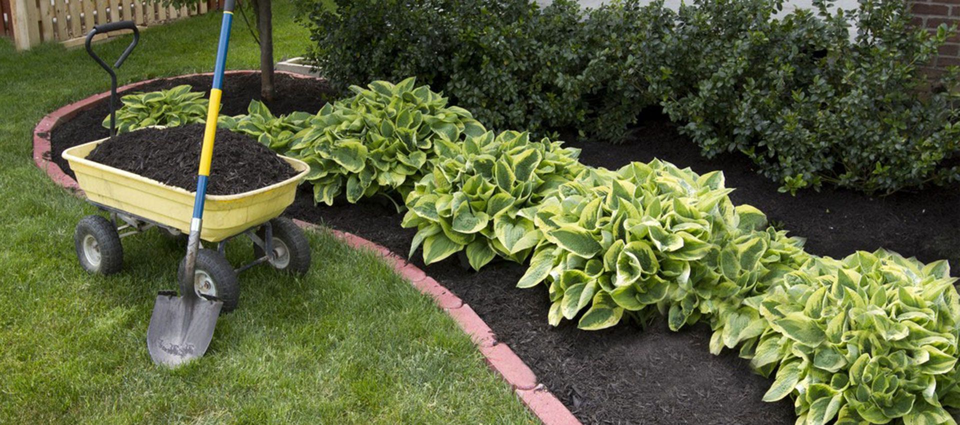 A yellow garden cart filled with black mulch and a shovel stands on a lawn next to a landscaped garden bed with hostas.