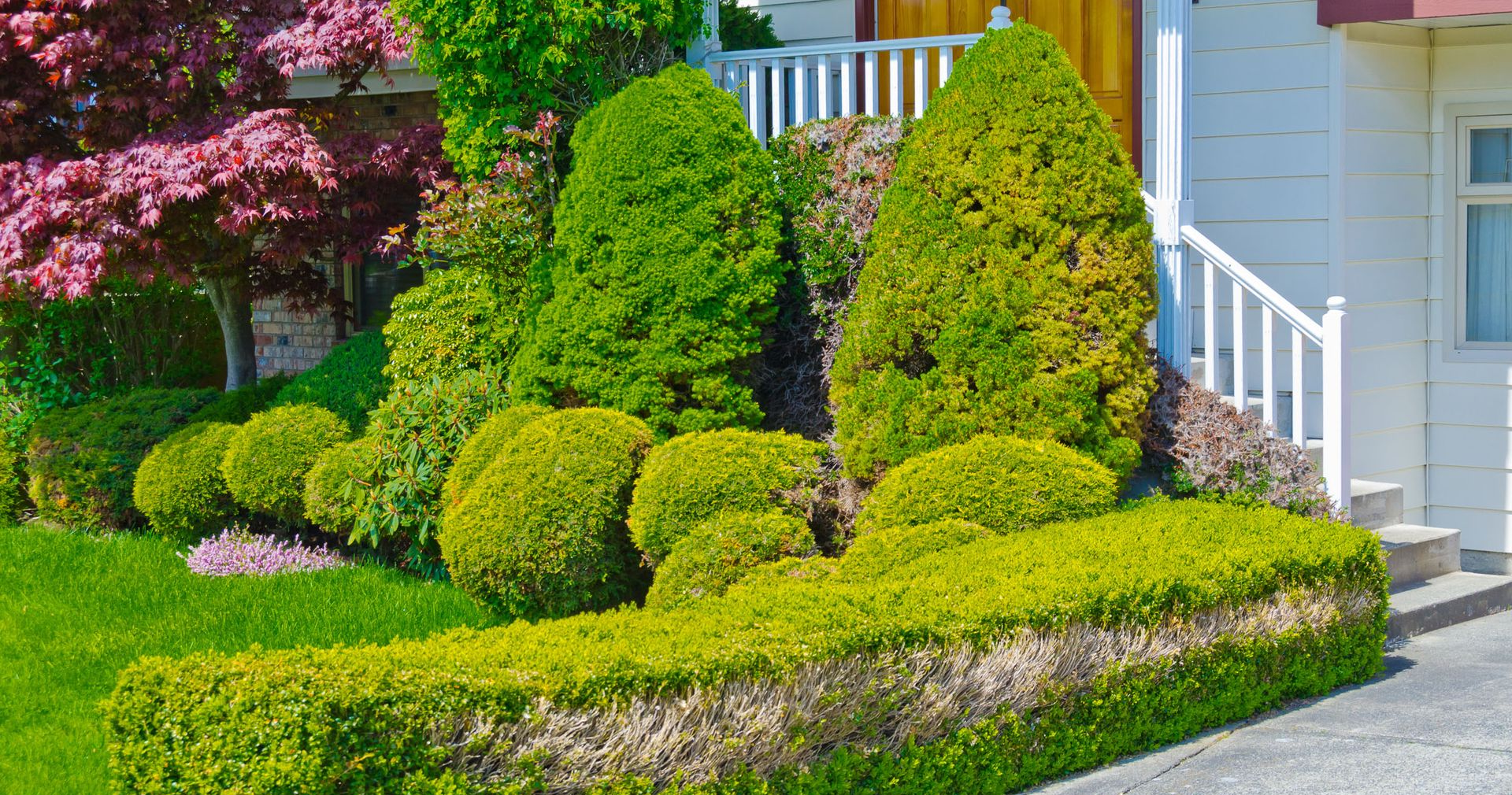 A manicured garden with various green shrubs and a small tree with purple-red leaves in front of a house entrance.