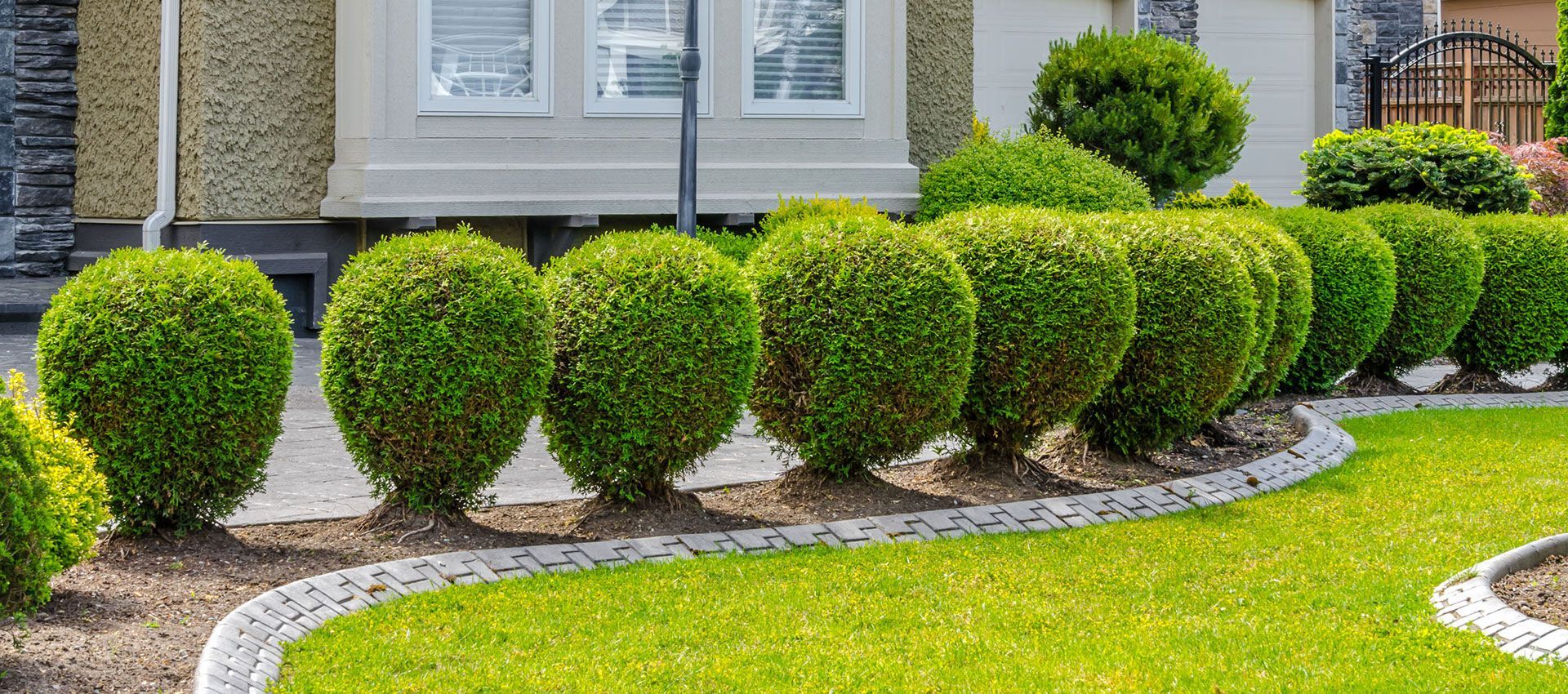 A row of neatly trimmed, rounded green shrubs lines the edge of a garden bed against a house, bordered by stone pavers.