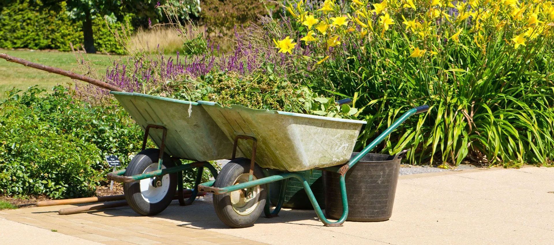 Two wheelbarrows filled with garden waste sit on a paved path next to flowering plants.