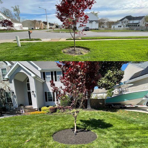 There is a tree in the middle of the lawn in front of a house.