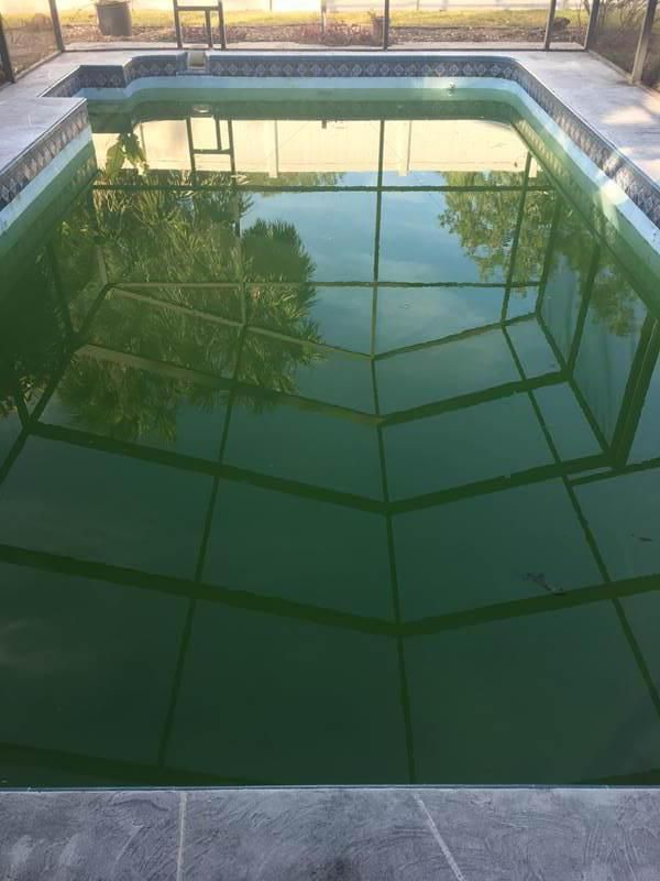 An outdoor rectangular swimming pool with opaque, dark green water inside a screened enclosure.