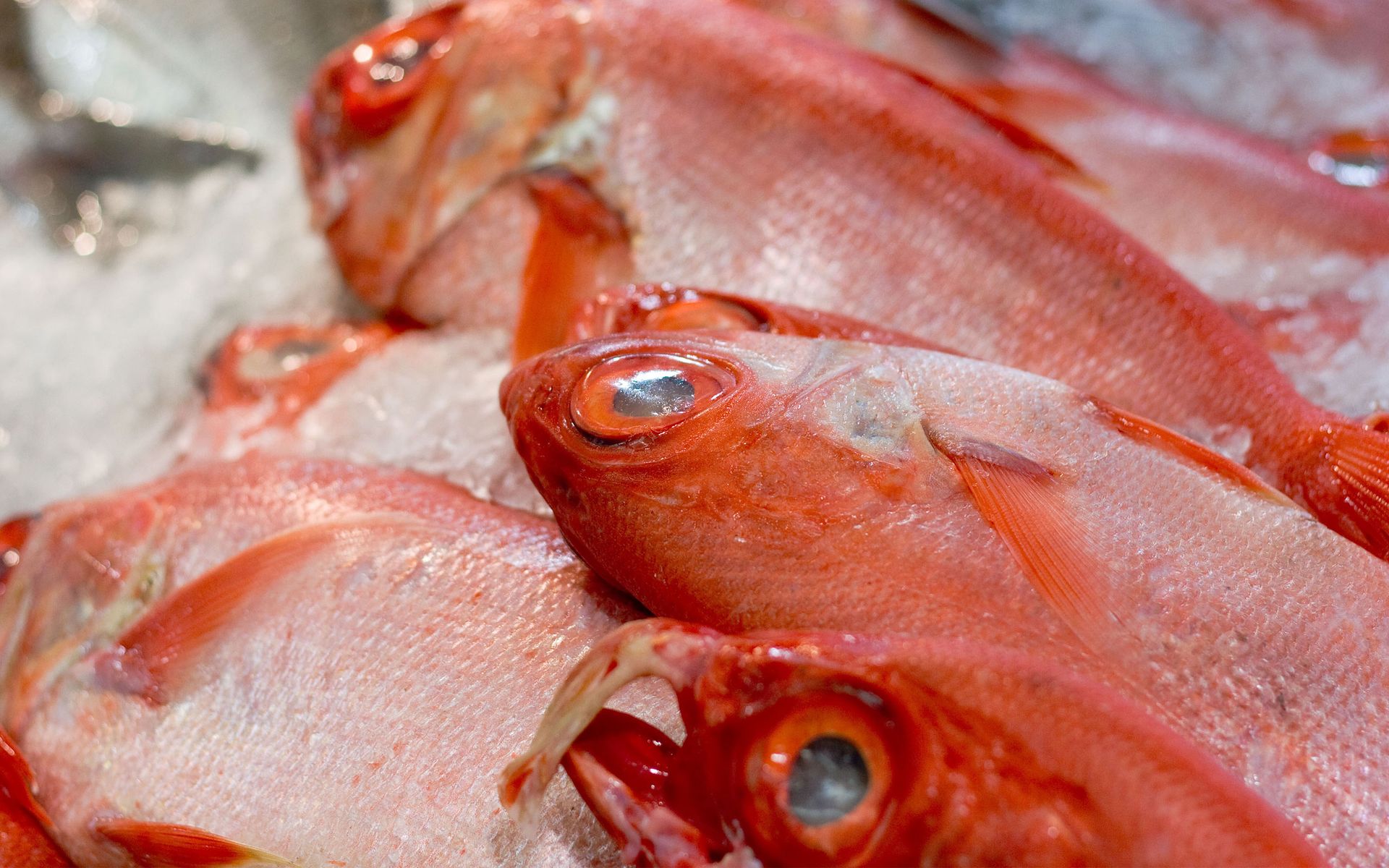 Mattapan Fish Market Mattapan, MA