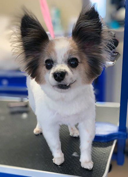 Dog
