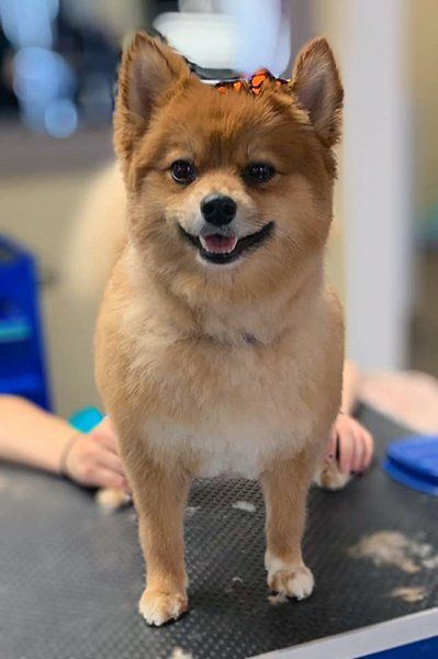 Dog