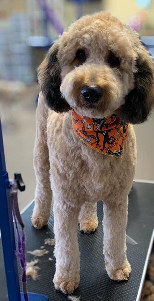 Dog