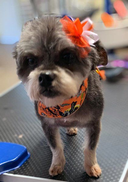 Adorable Pet Grooming | Dog Groomers | Noblesville, IN
