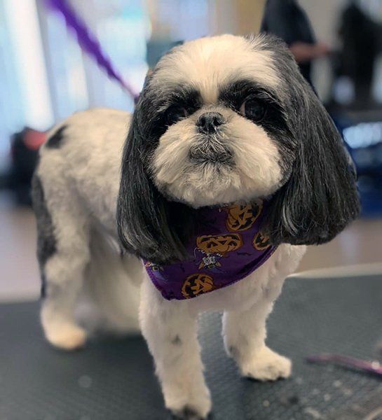 Dog