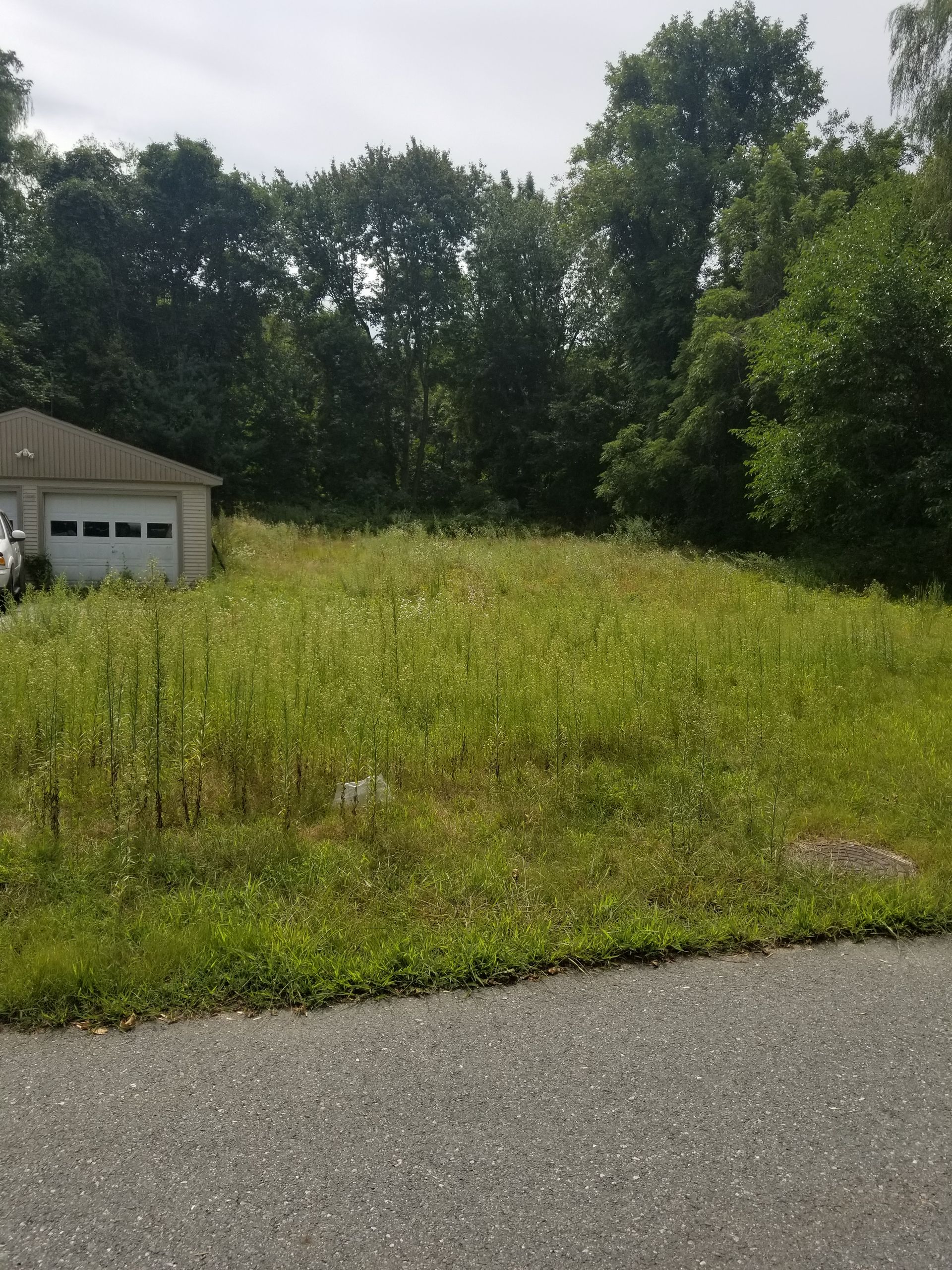 overgrown yard before