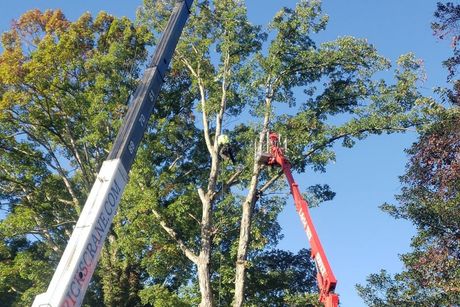 A man is cutting a tree with a crane