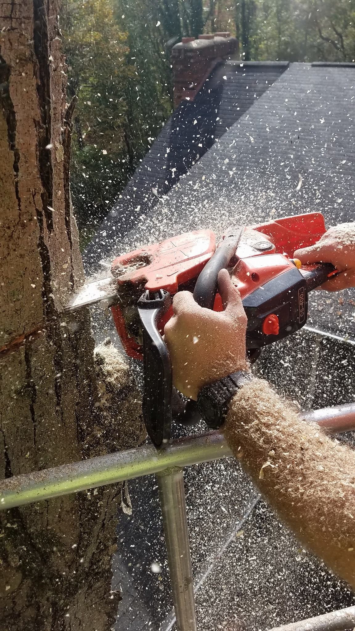 a person is cutting a tree with a chainsaw